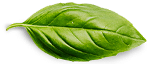 basil-leaf
